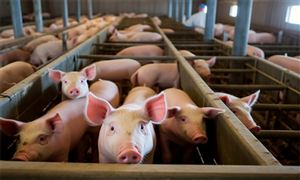 2026年中国商品猪行业发展现状与前景洞察