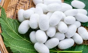 2026中国蚕丝行业：从“东桑西移”到“东绸西固”