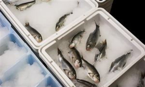 2026冷链产业深度调研及市场规模、趋势分析