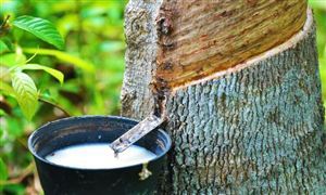 2026年橡胶油行业市场现状发展趋势及未来前景展望