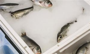 2026-2030年中国冷链箱行业深度调研及投资机会分析