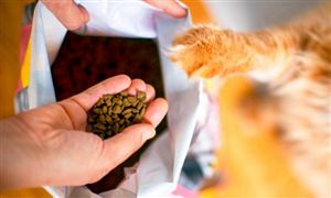 2026年猫粮行业消费需求、竞争格局及市场趋势深度剖析