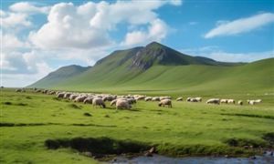 畜牧养殖行业市场分析：消费升级驱动分层，全球化布局拓展空间