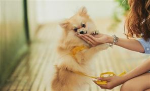 宠粮赛道迎新周期：2026年中国宠物食品行业深度解析与趋势预判