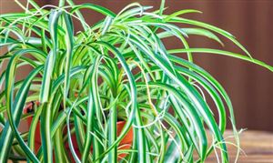 正规除甲醛公司哪家专业