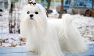 2026年宠物玩具市场现状分析及消费趋势洞察