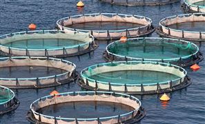 2026年中国水产饲料行业现状分析及发展前景与趋势展望