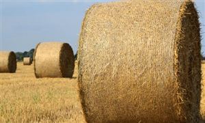 2026年生物饲料行业发展现状及风险投资态势分析