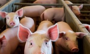 2026年禽畜饲料市场供需及细分市场发展机遇分析