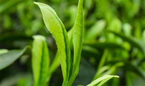 2026年中国茶叶种植与加工行业全景调研与发展趋势预测