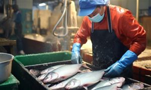 2026年中国水产品流通行业：从规模扩张迈向高质量转型的深水区