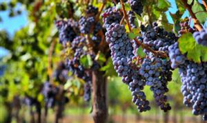 中国葡萄酒行业发展前景及深度调研咨询