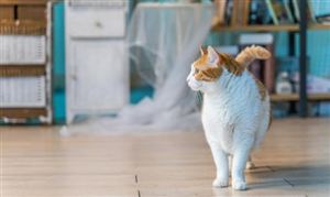 宠物行业现状与发展趋势分析(2026年)