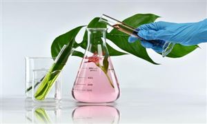 2026全球植物提取物行业：当